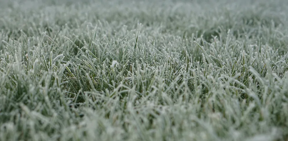 irrigation winterization services kyle tx